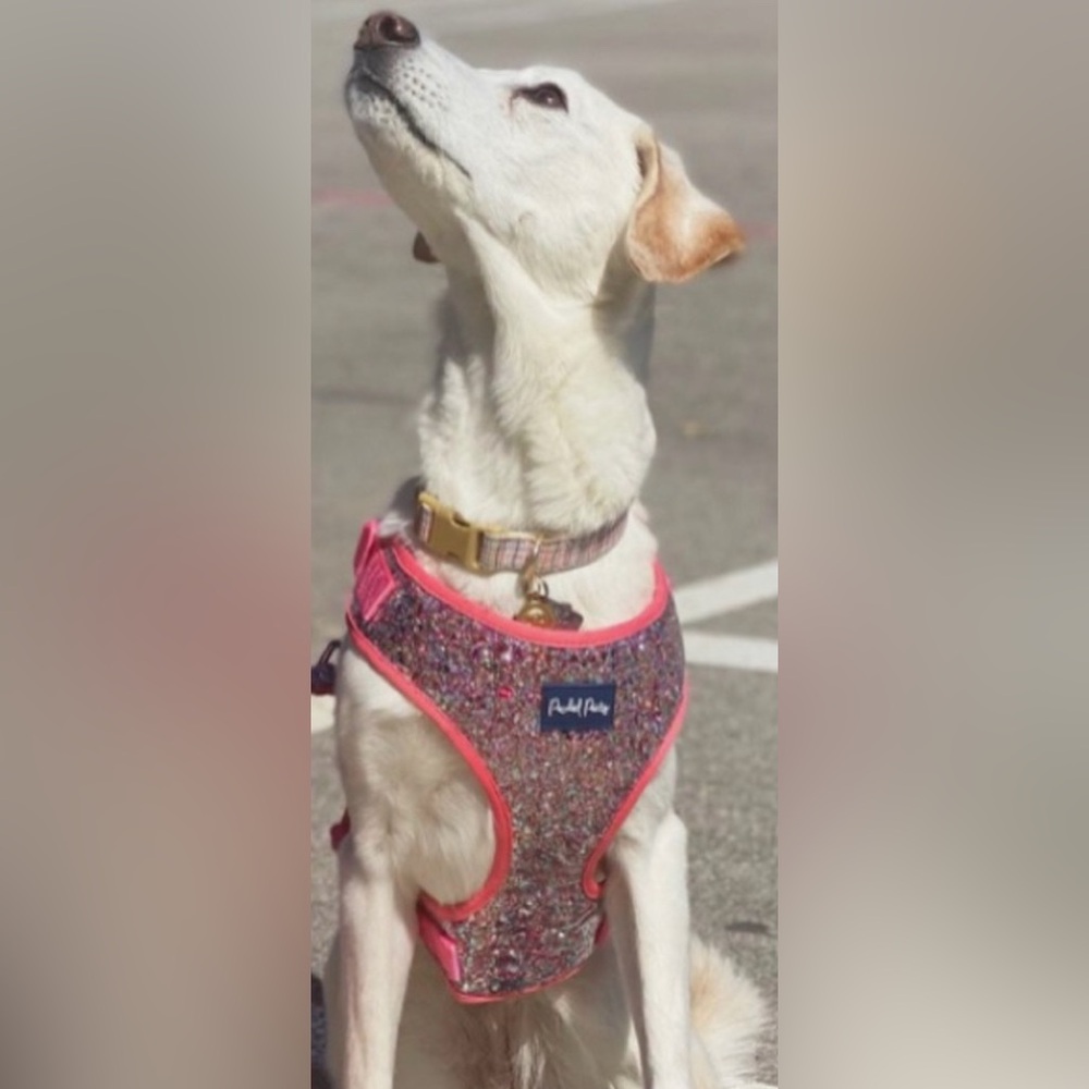 NEW [Packed Party] Pink Confetti Adjustable Dog Harness Sz Small (10-20 lbs)